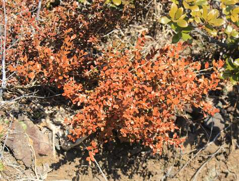 Image of Boxwood