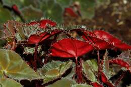 Image of Begonia bowerae Ziesenh.