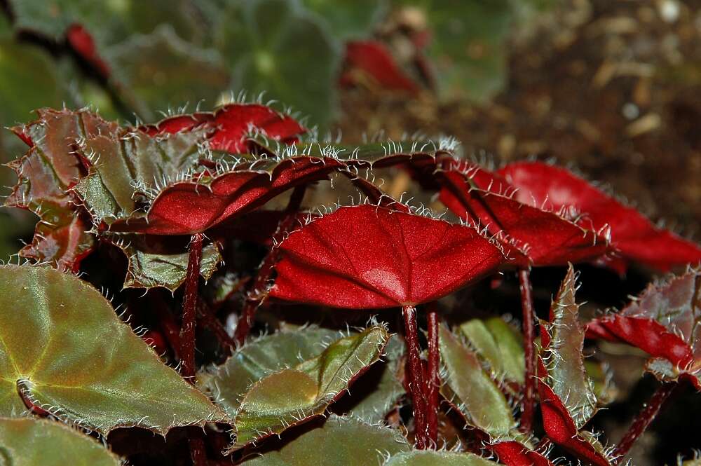 Image of Begonia bowerae Ziesenh.