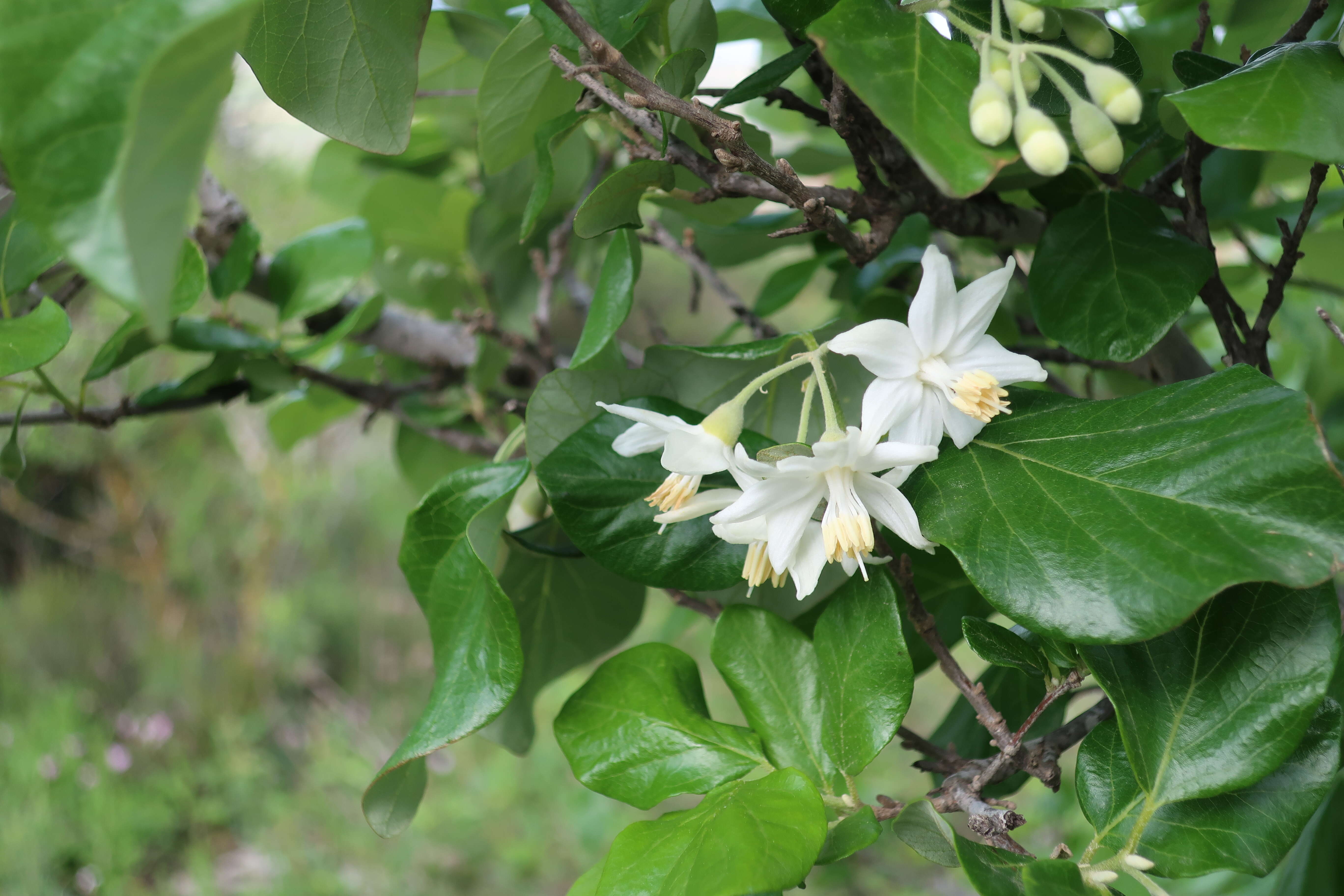 Image of Friar's balsam