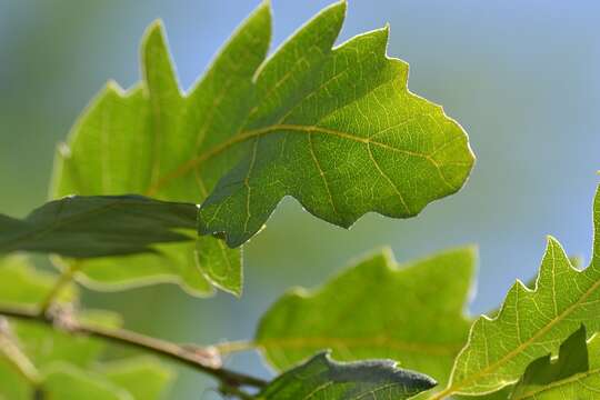 Imagem de Quercus libani G. Olivier