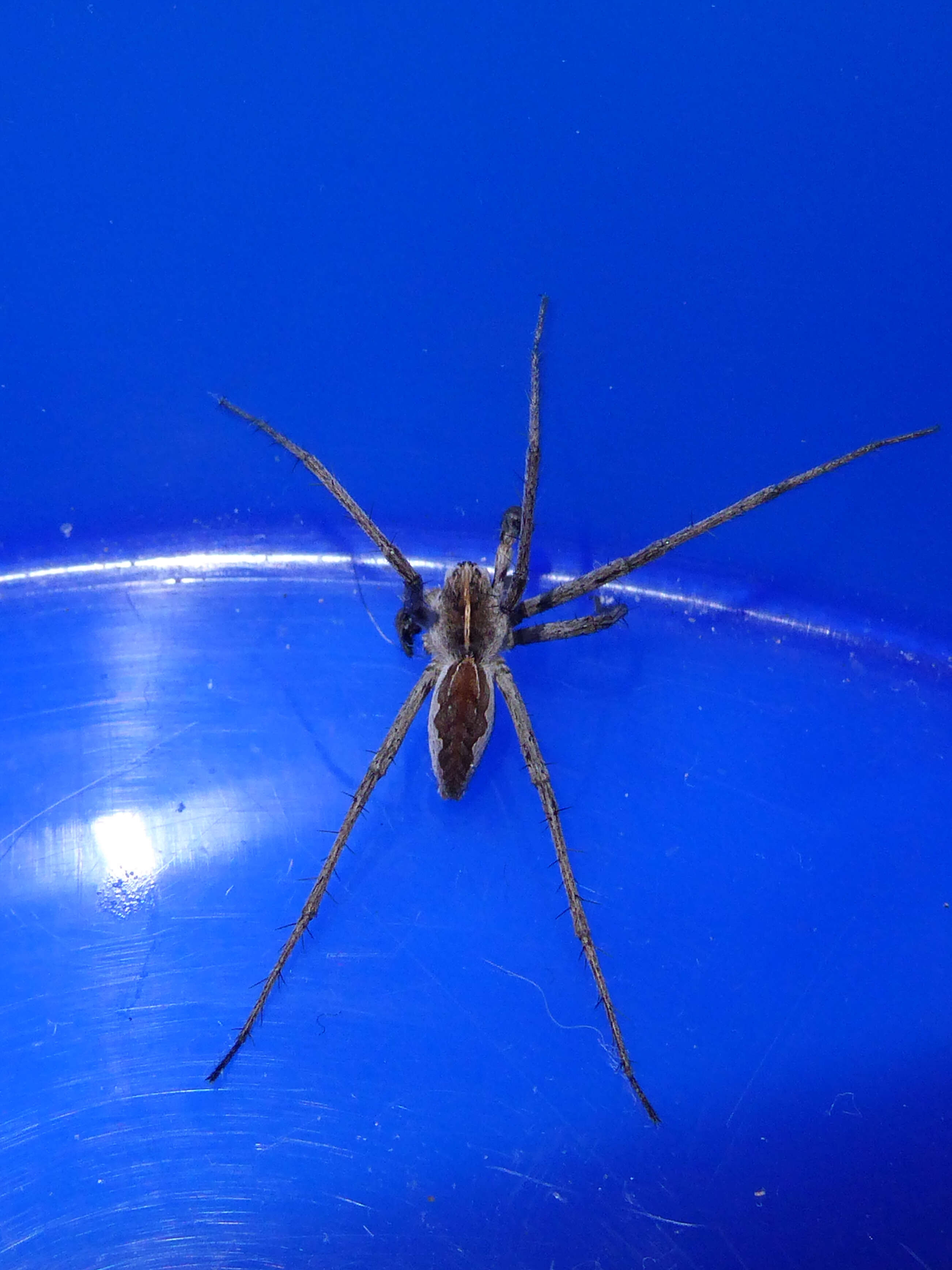 Image of Nursery-web spider