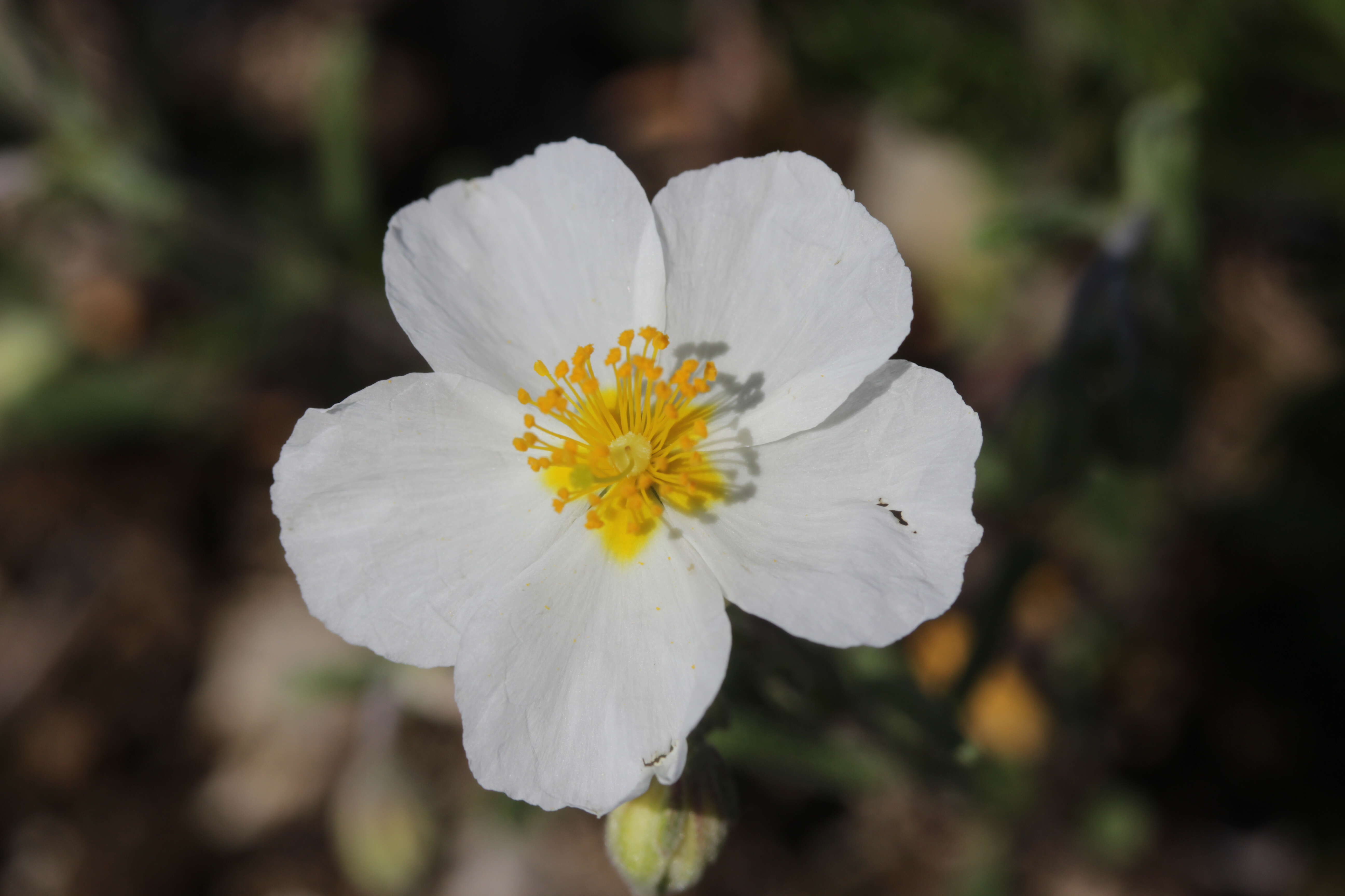 Image of White Rock-rose