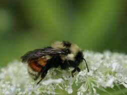 Image of Red-belted Bumble Bee