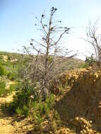 Cupressus guadalupensis var. forbesii (Jeps.) Little resmi