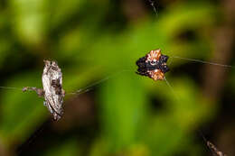 Image of Spiny orb-weaver