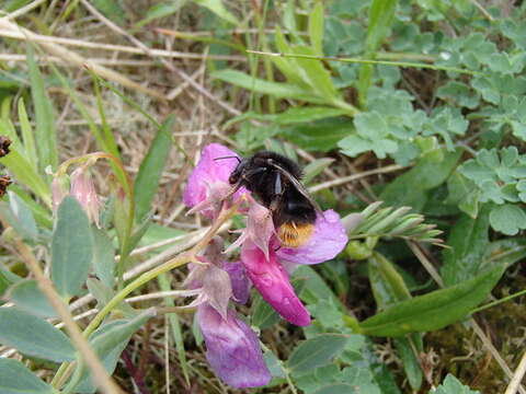 Image of Bombus ruderarius (Müller 1776)