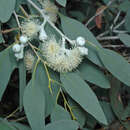 صورة Eucalyptus morrisbyi Brett