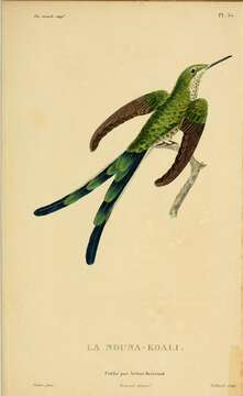 Image of Green-tailed Trainbearer