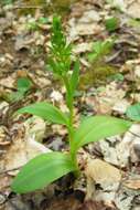 Plancia ëd Dactylorhiza viridis (L.) R. M. Bateman, Pridgeon & M. W. Chase