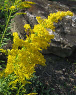 Imagem de Solidago altissima L.