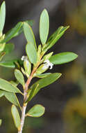 Image of Leucopogon planifolius Sond.