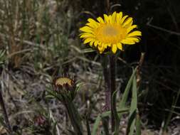 Imagem de Pyrrocoma apargioides (A. Gray) Greene