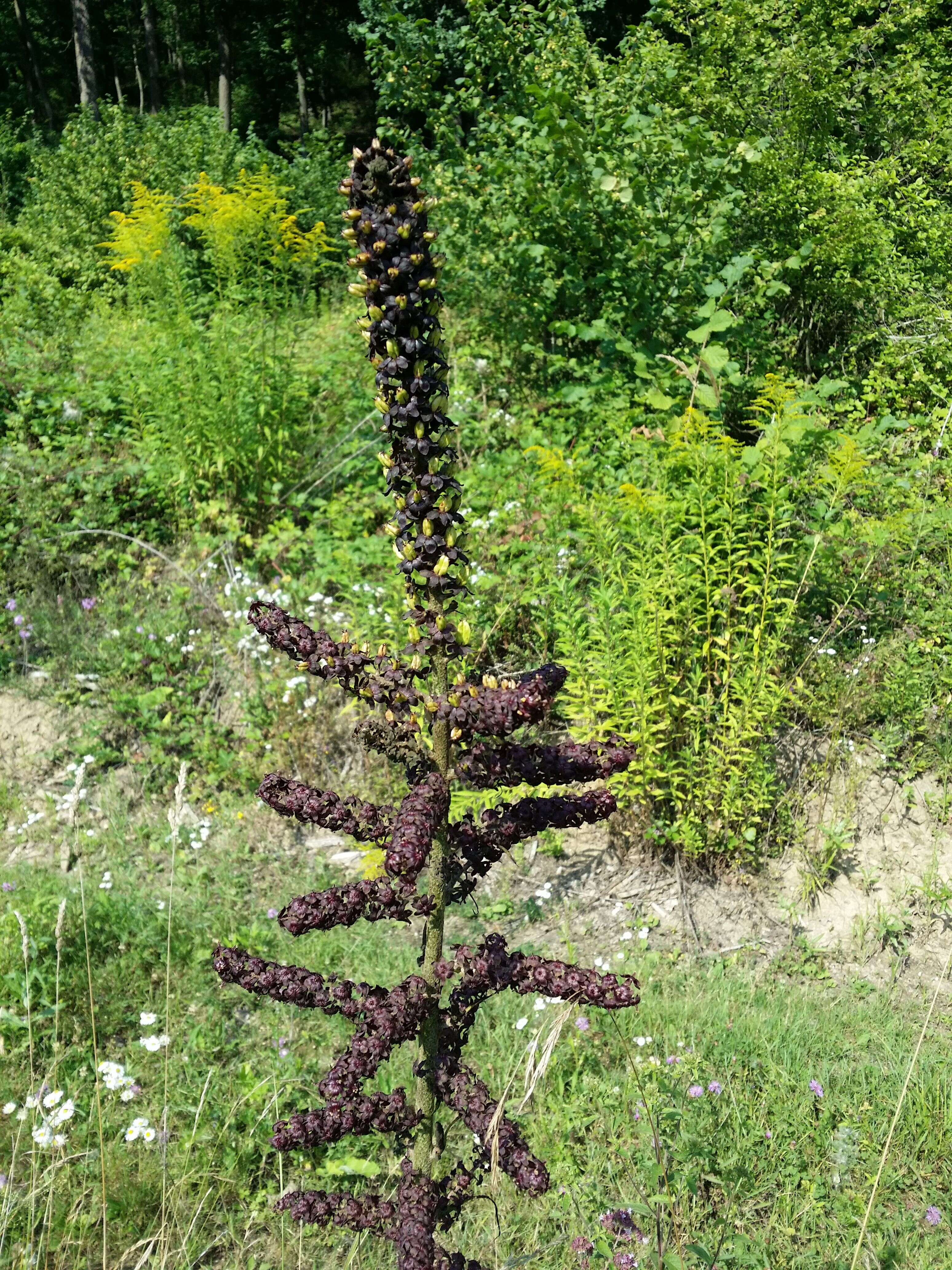 Image of black false hellebore