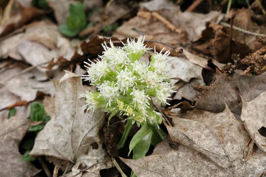 Image of Petasites albus (L.) Gaertn.