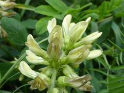 Image of licorice milkvetch