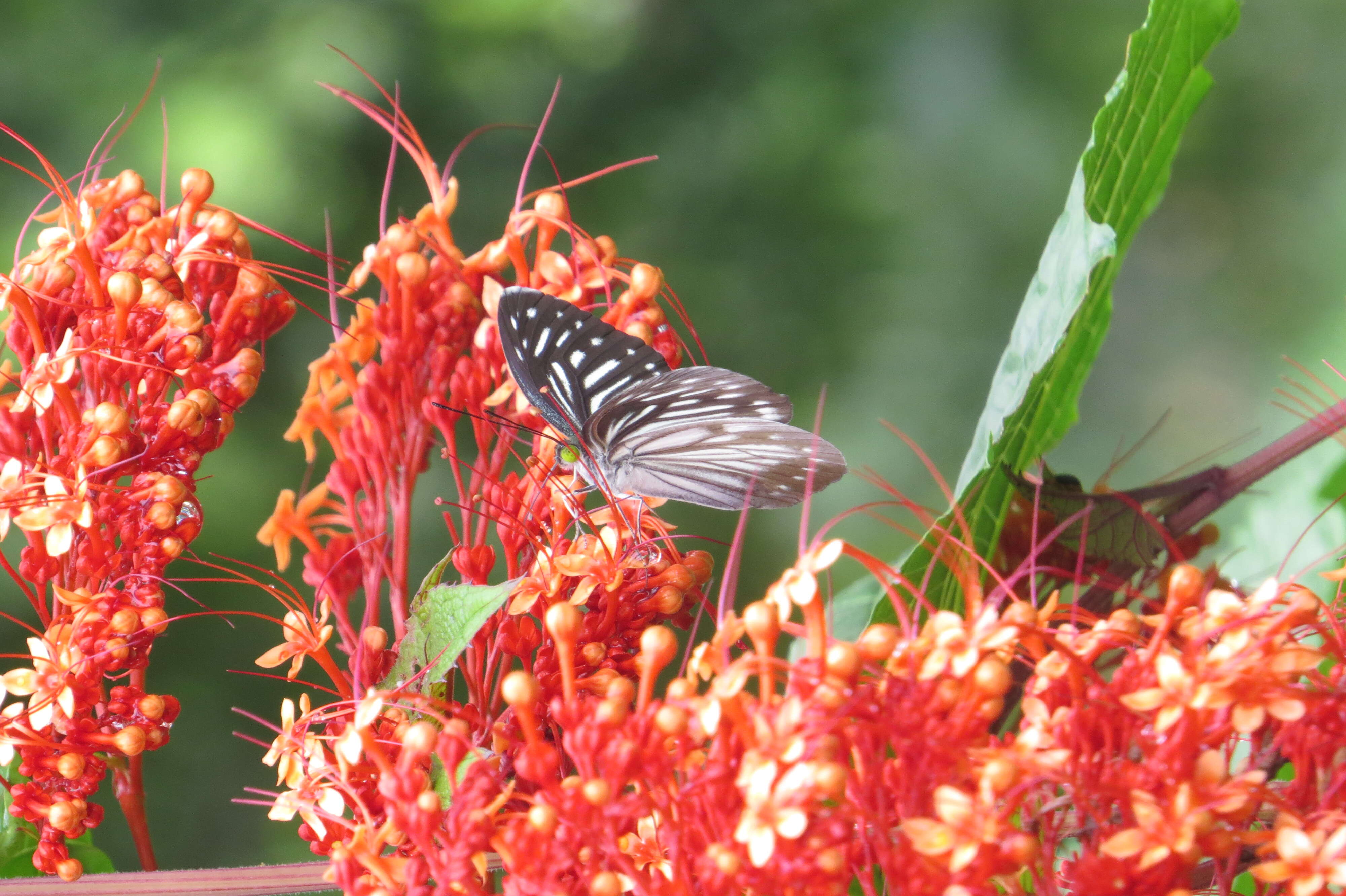 Imagem de Clerodendrum paniculatum L.