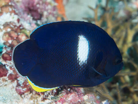 Image of Black Angelfish