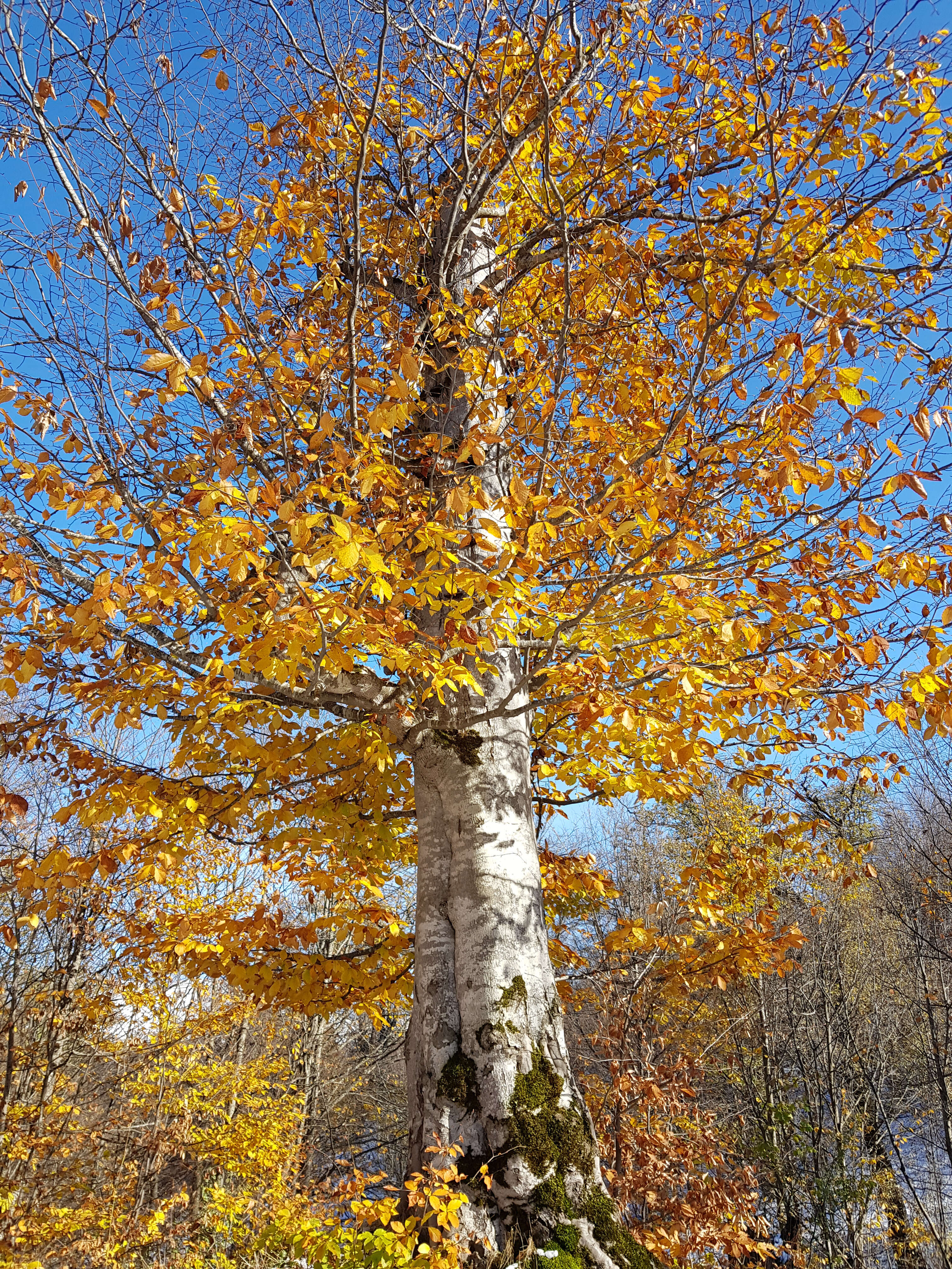 Image of Oriental Beech