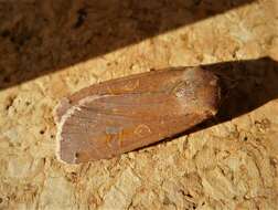 Image of Large Yellow Underwing