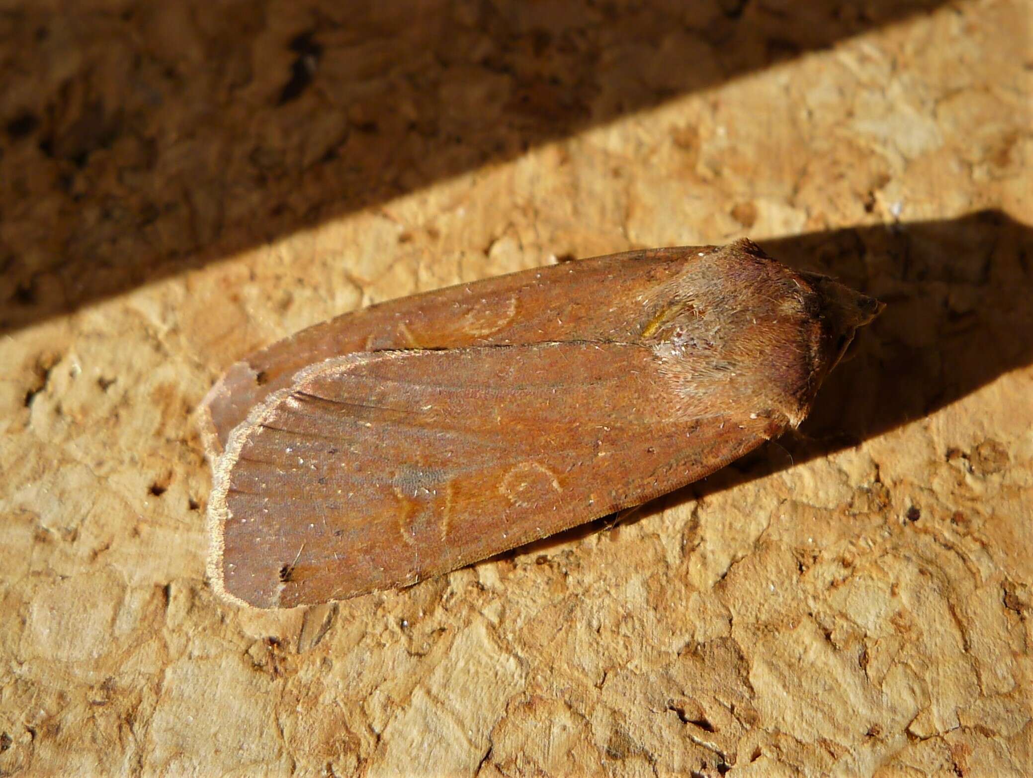 Image of Large Yellow Underwing