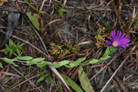 Image of barrens silky aster