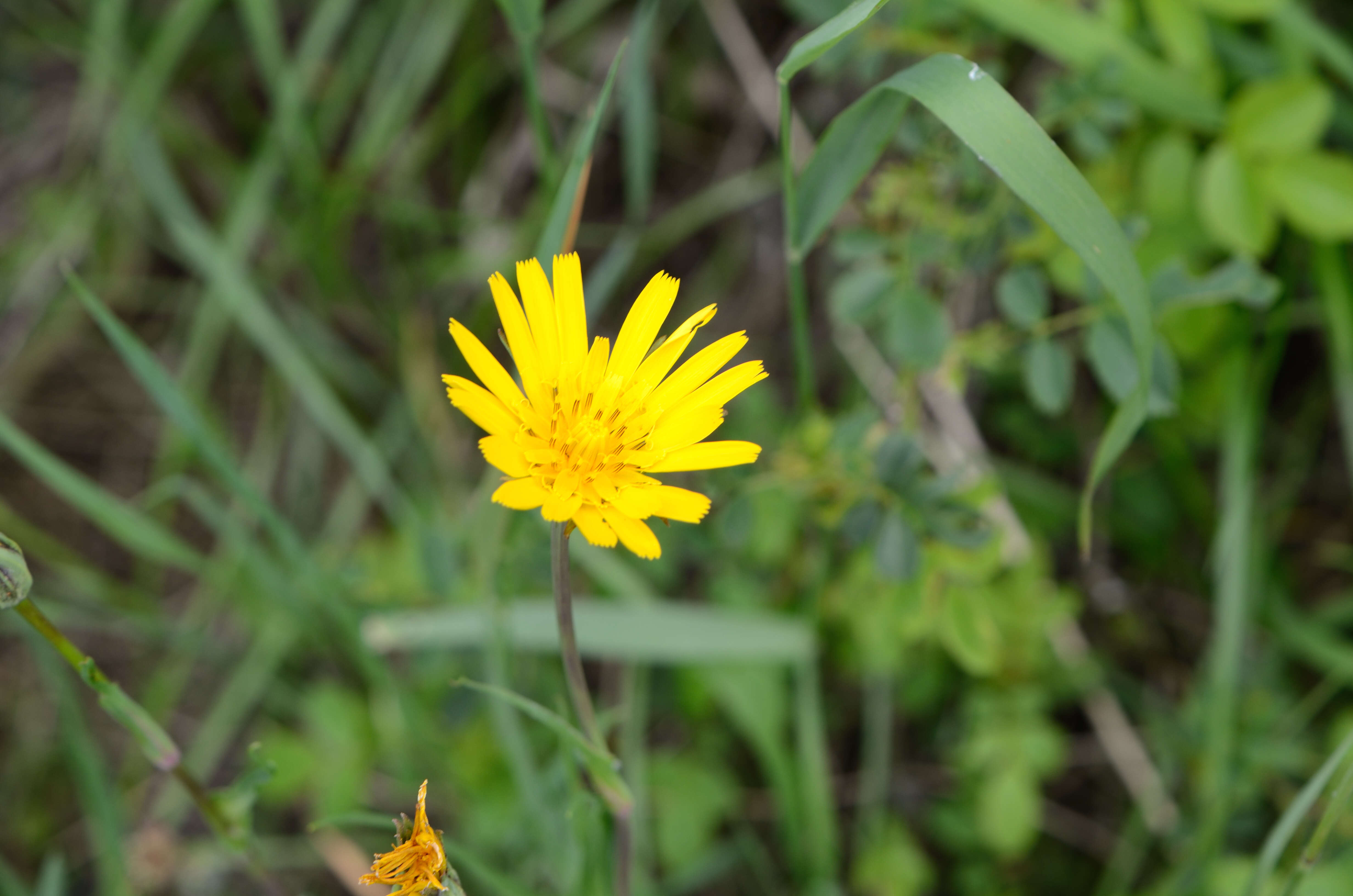 Image de Tragopogon orientalis L.