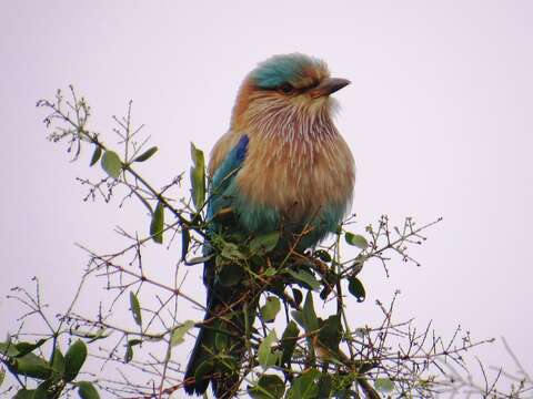 Image of Indian Roller