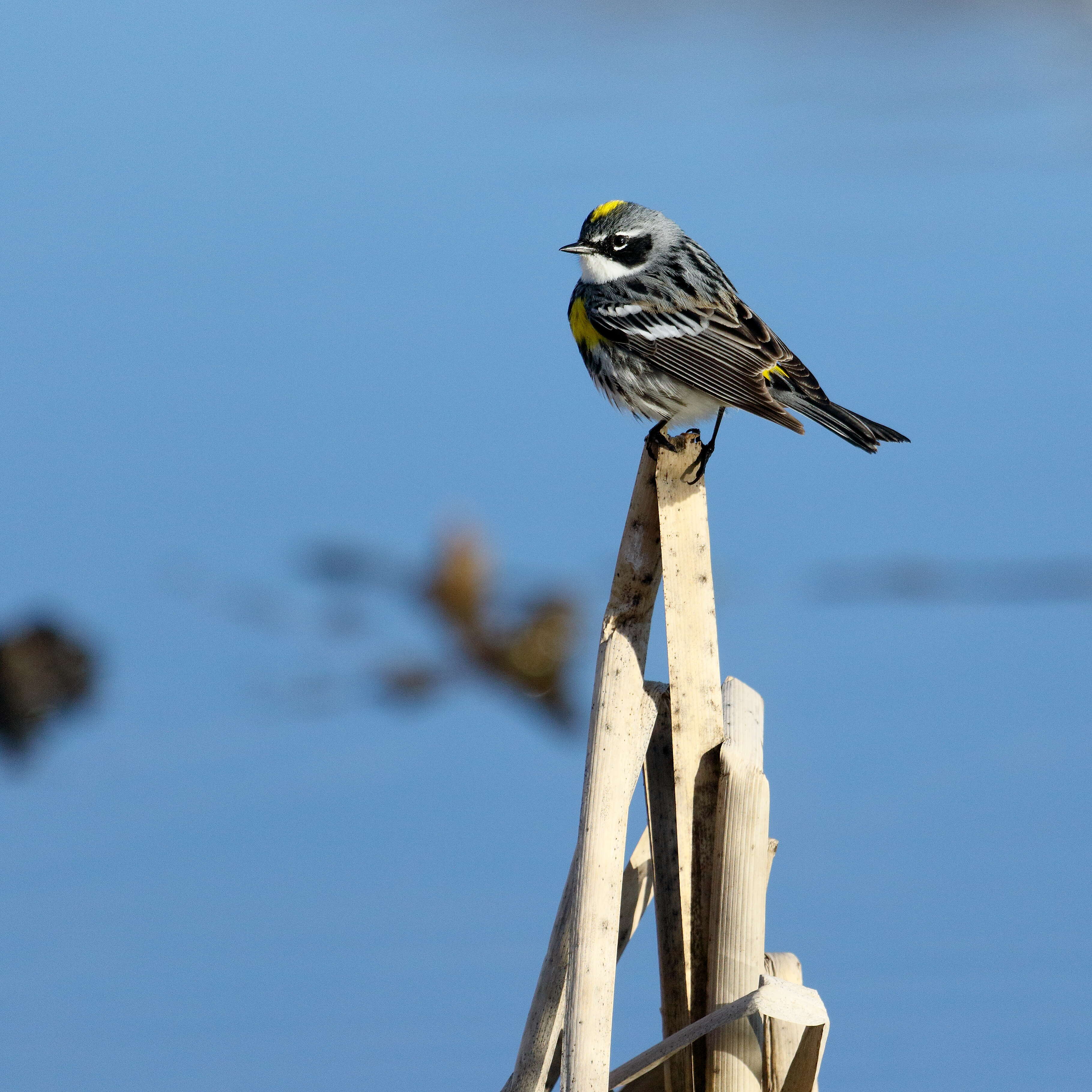 Image of Myrtle Warbler