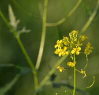 Imagem de Sisymbrium loeselii L.