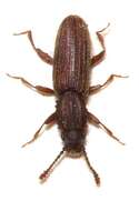 Image of Merchant Grain Beetle