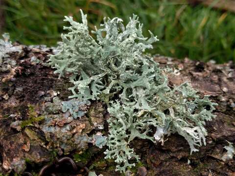 Image of ring lichen