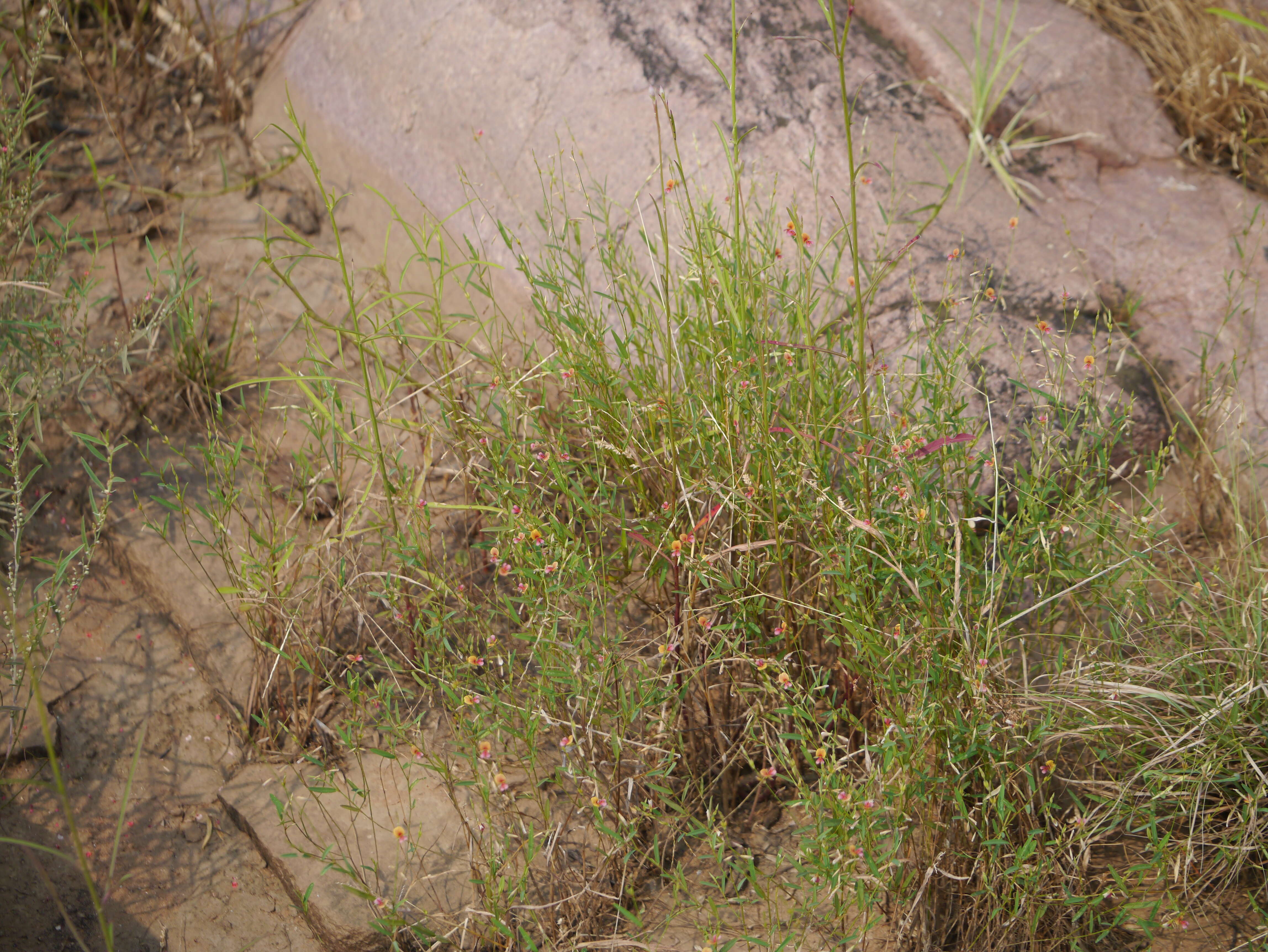 Plancia ëd Alysicarpus bupleurifolius (L.) DC.