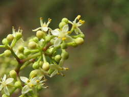 Image of Zanthoxylum ovalifolium Wight