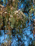 Image of cabbage gum