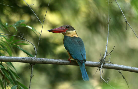 Image of Stork-billed Kingfisher