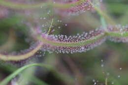 Image of Drosera binata Labill.