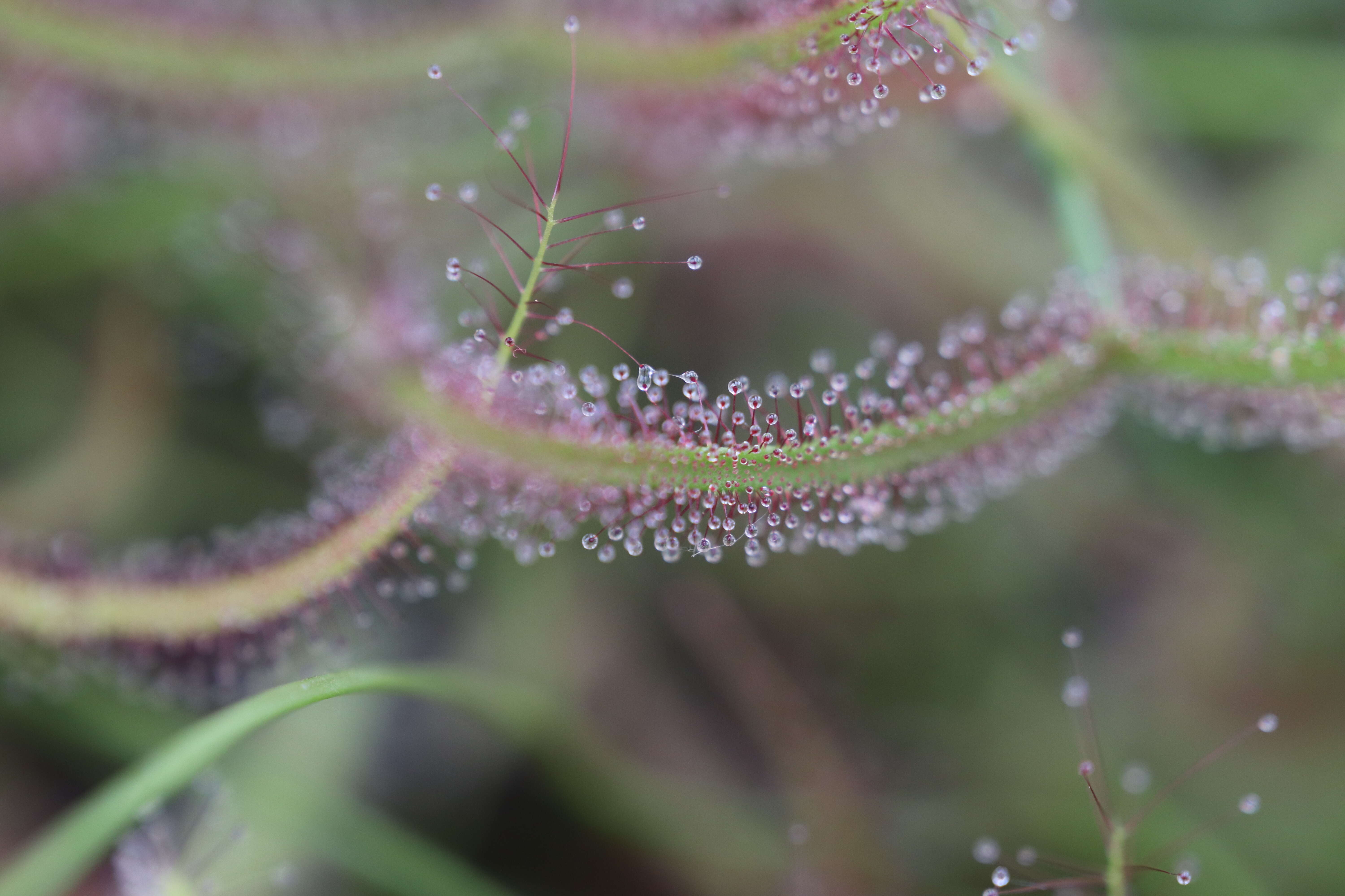 Image of Drosera binata Labill.