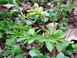 Слика од Corydalis cava (L.) Schweigger & Koerte