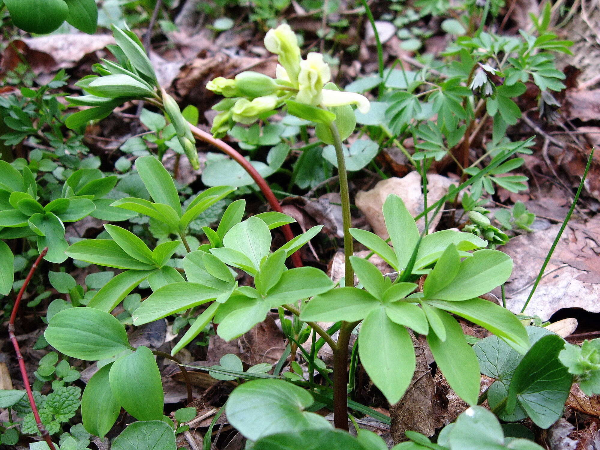 Слика од Corydalis cava (L.) Schweigger & Koerte