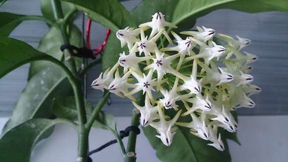 Image of Hoya multiflora Bl.