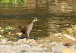 Image of Amaurornis akool