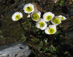 Image of Glacier Pink Buttercup