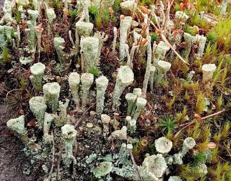 Image of cup lichen