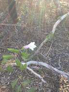 Image of Palay rubbervine