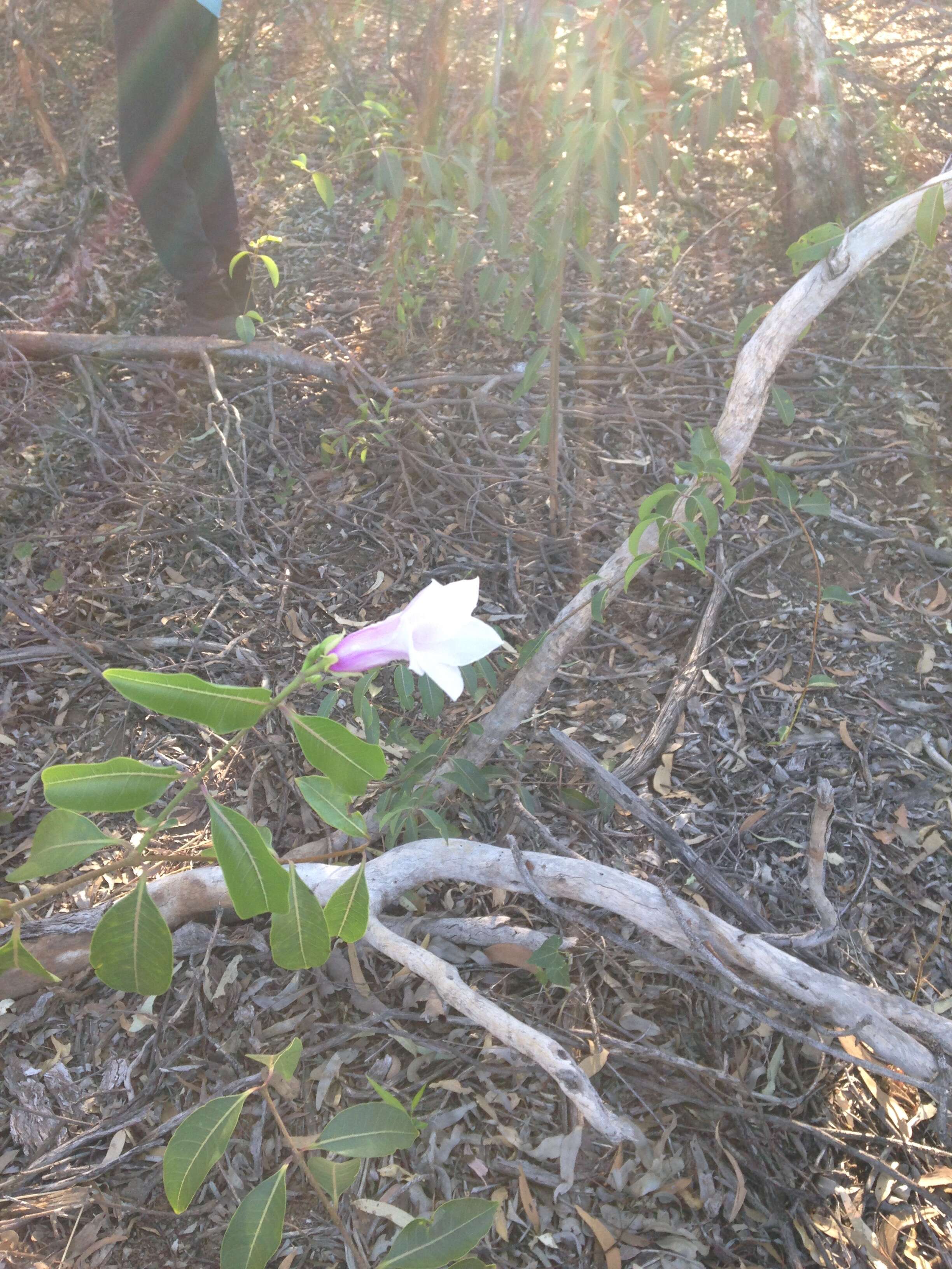 Image of Palay rubbervine