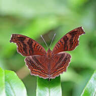 Imagem de Junonia stygia Aurivillius 1894