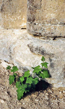 Image of Cretan bryony