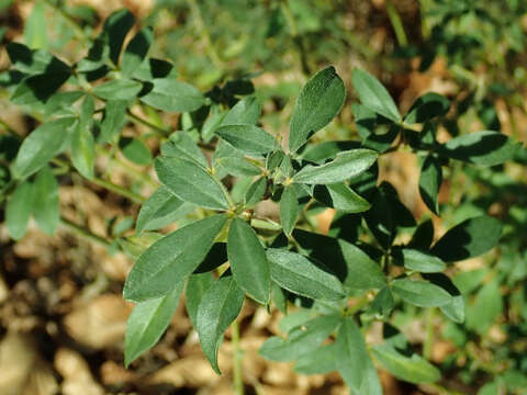 Image of big-flower broom