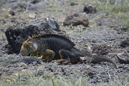 Image of Galapagos Land Iguana